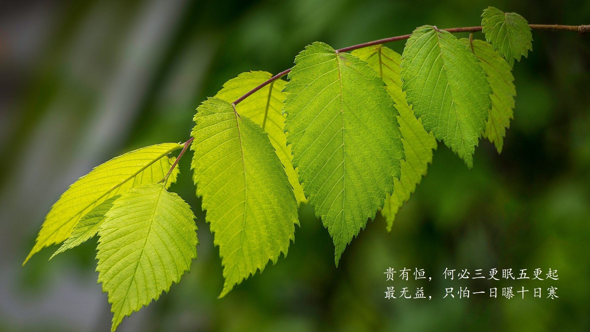 德国马术队在2024年国际马术联合会障碍赛世界巡回赛中获得团体第四名，展现出色表现。