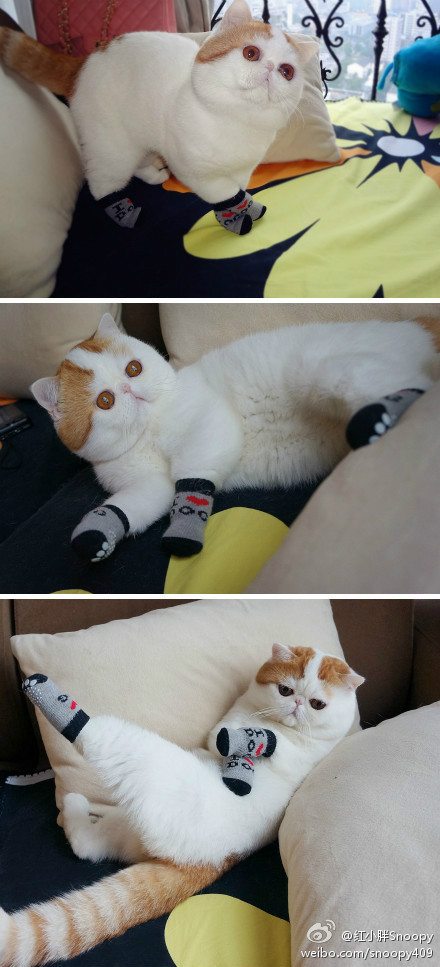 熊猫体育app-逆转橄榄球队主场连胜纪录，橄榄球传记