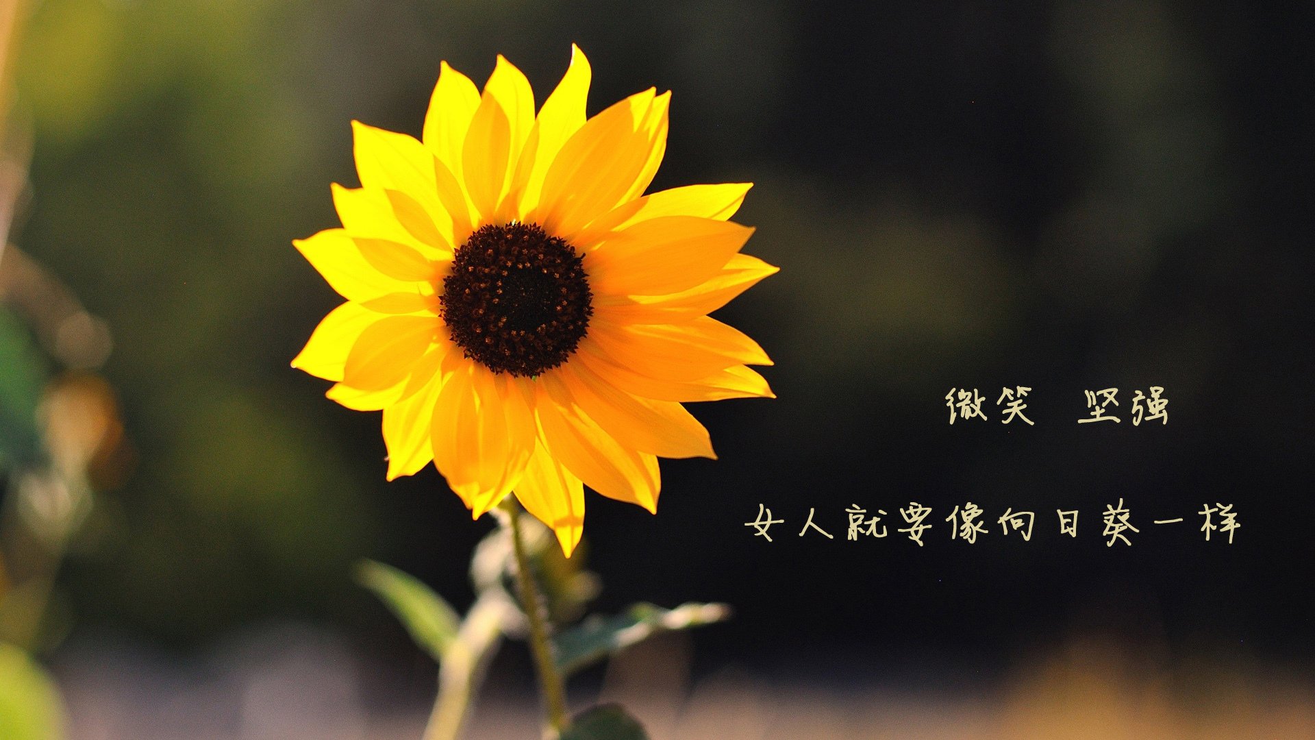 基层足球发展资金短缺问题，基层足球发展资金短缺问题有哪些