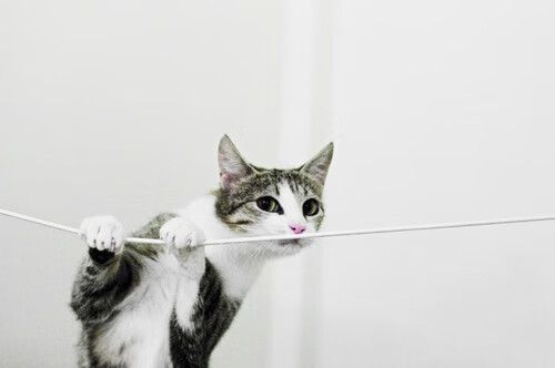 熊猫体育app-林丹状态回归巅峰全运会羽毛球，林丹羽毛球奥运冠军