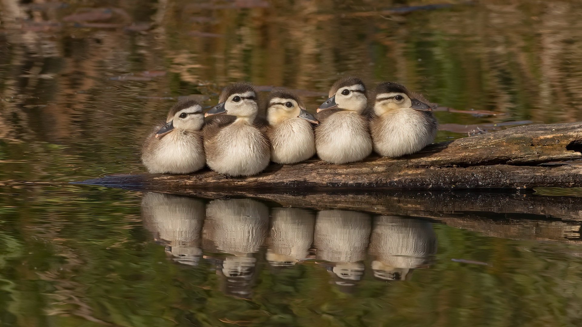 浓眉称自身防守表现仍有提升空间，浓眉的防守到底有多强