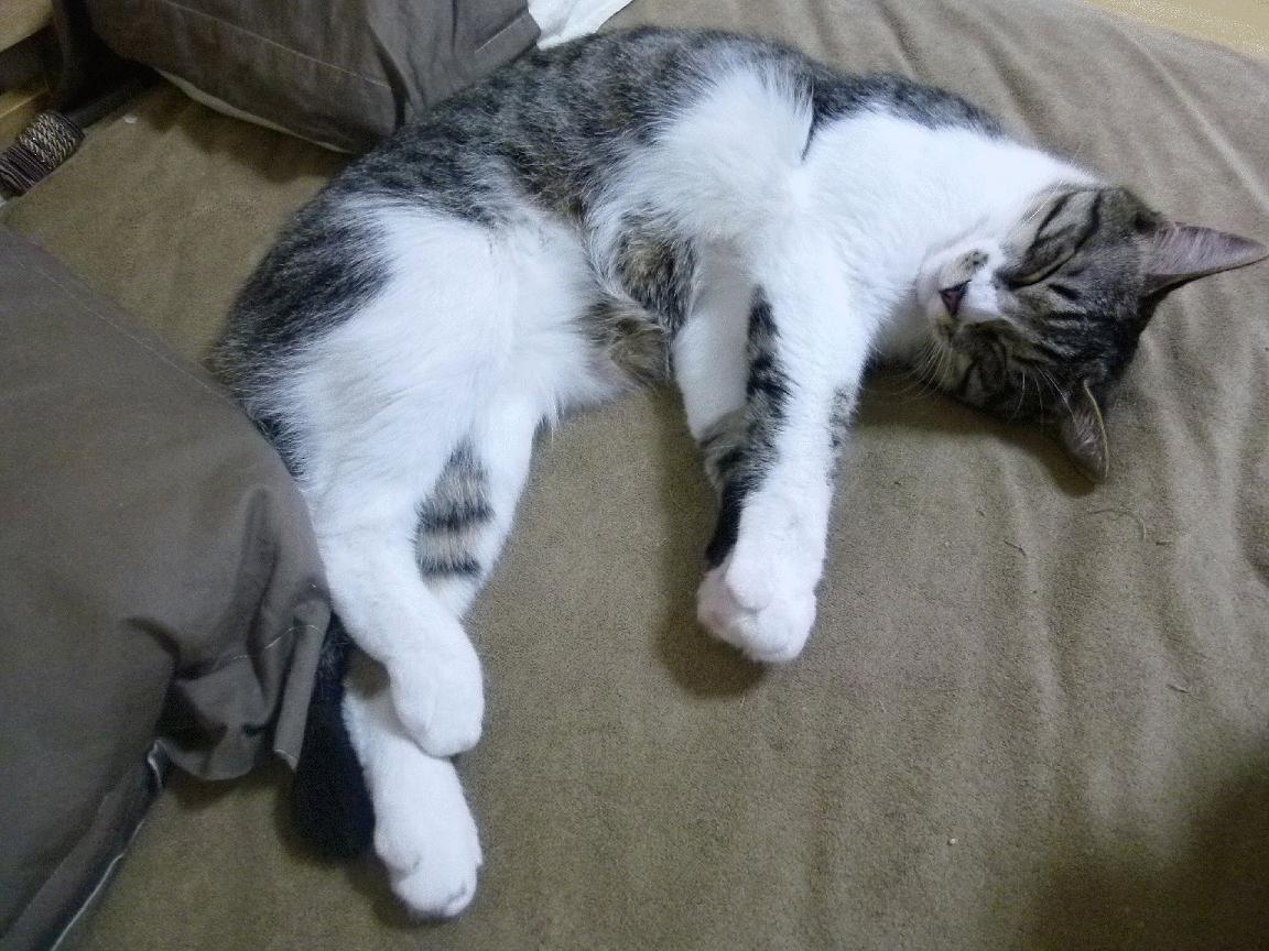 球队物理治疗团队引入运动康复机器人，物理治疗康复治疗技术