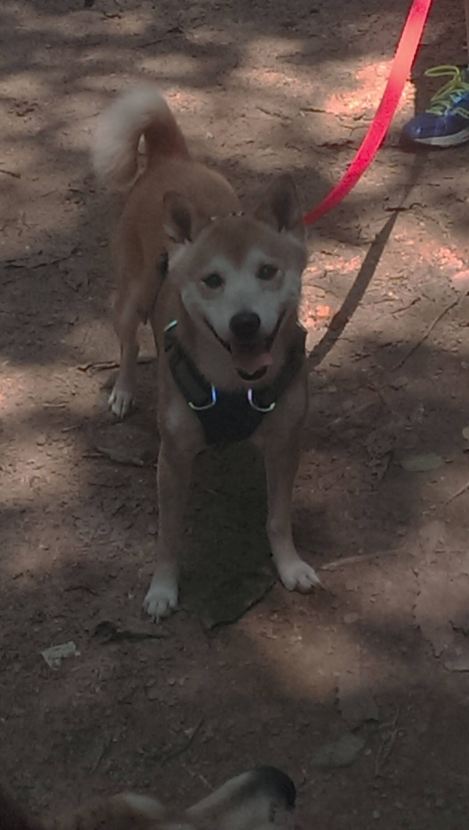 熊猫体育平台-英超冲刺激烈：悬念不断，精彩纷呈！，英超冲突